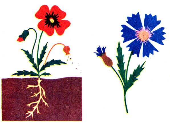 Рис. 37. Разными цветами бумаги показывают части растения: корень, стебель, листья, цветки, плоды с семенами